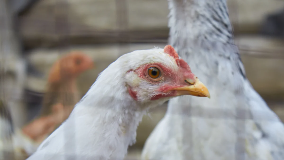 Benefits of Dried Mealworms