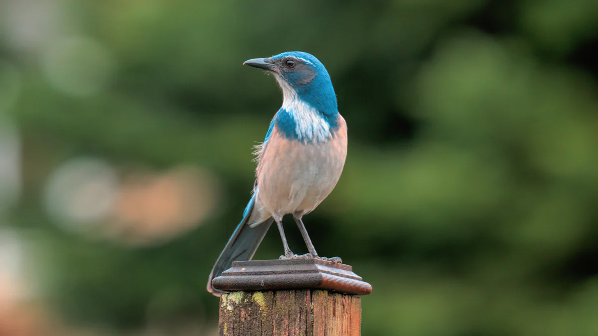 DIY Guide to Feeding Bluebirds Dried Mealworms