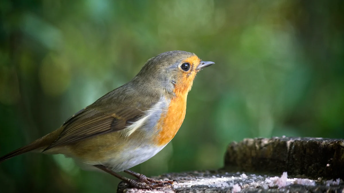 How to Use Bulk Dried Mealworms Effectively