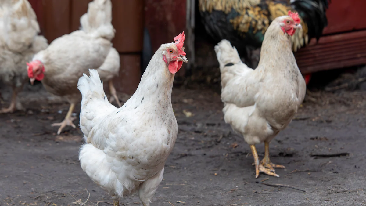 Finding Affordable Dried Mealworms for Your Flock