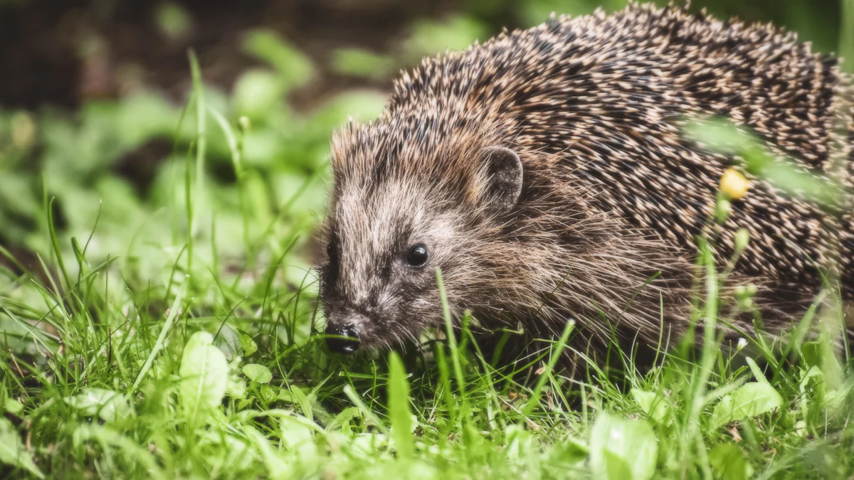 What Are the Best Dried Insects for Hedgehogs