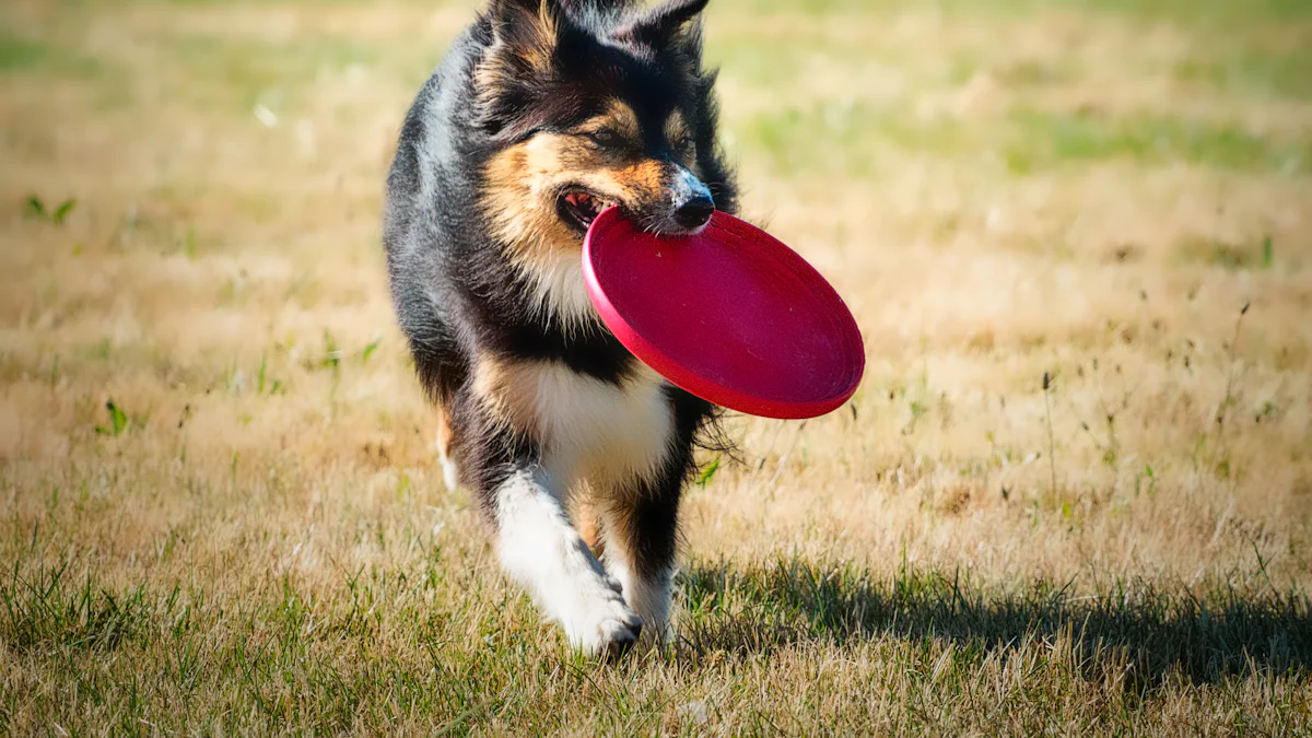 I 5 migliori giocattoli estivi per cani che ogni cucciolo adorerà