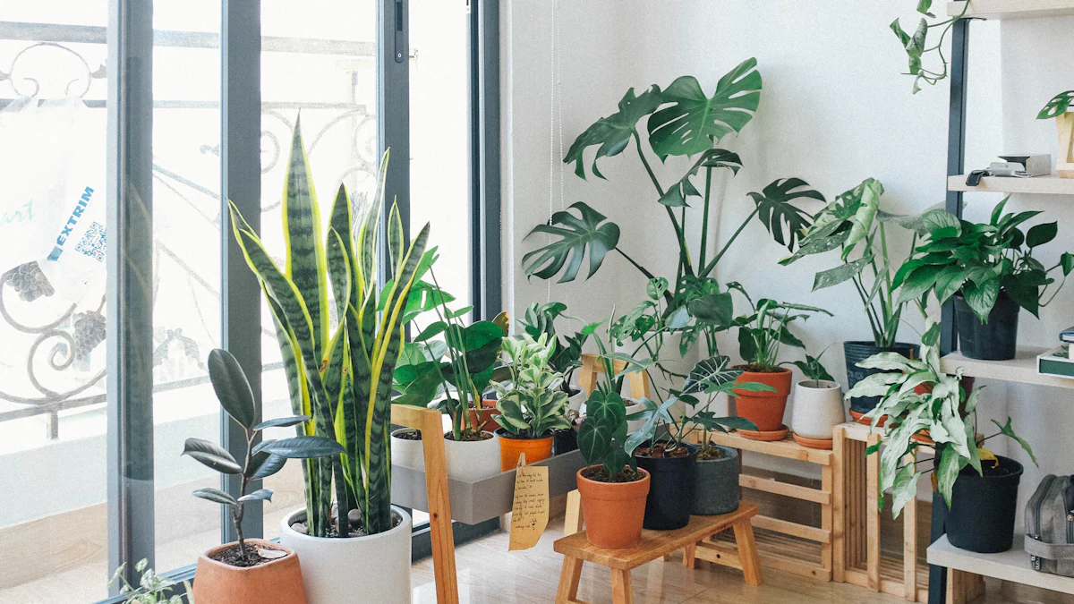 3. Indoor Plants