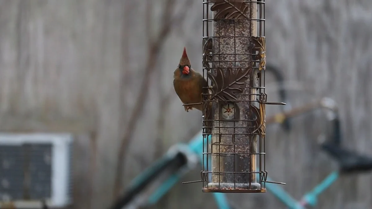 Bird Species That Enjoy Wild Birds Dried Mealworms