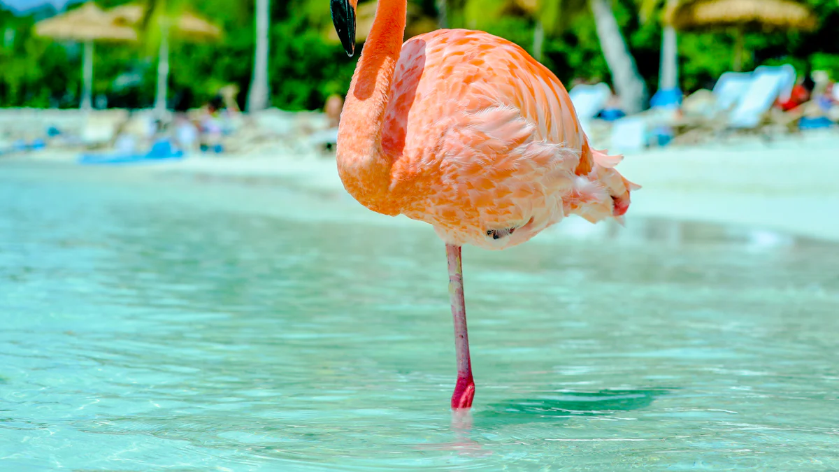 Flamingo