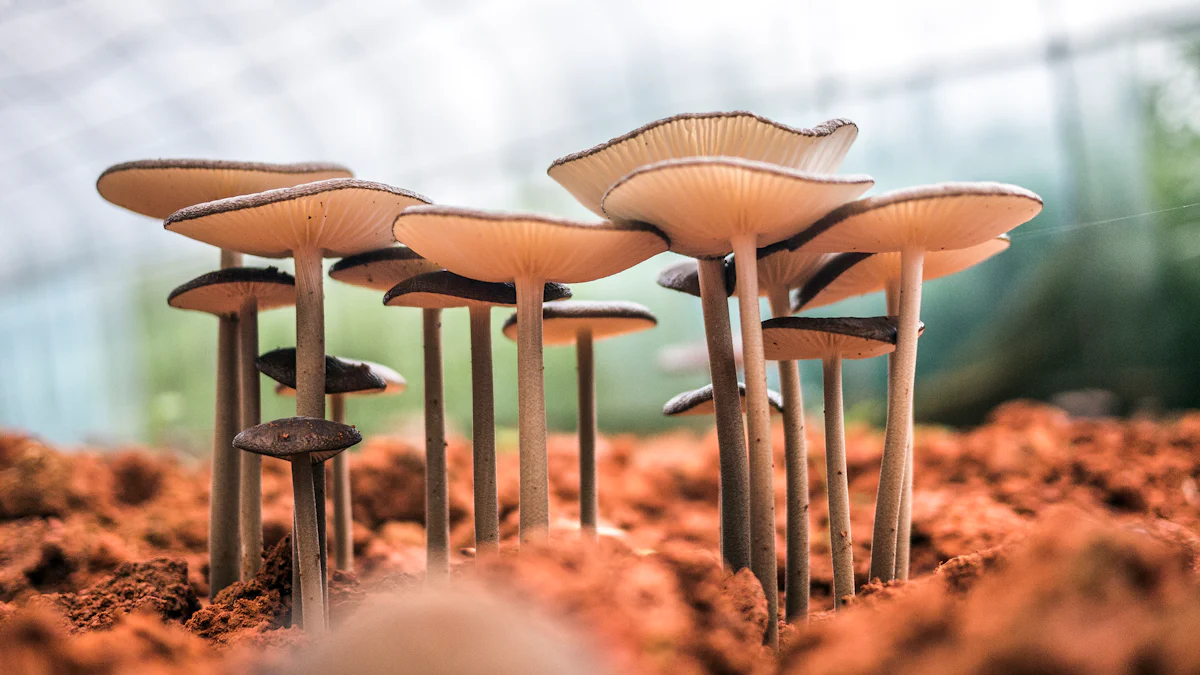 Exploring the World of Fungi