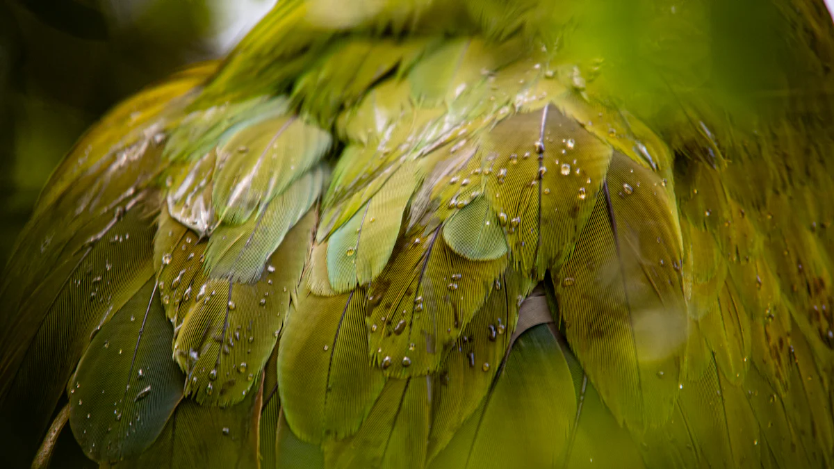 Maintaining Feather Hygiene