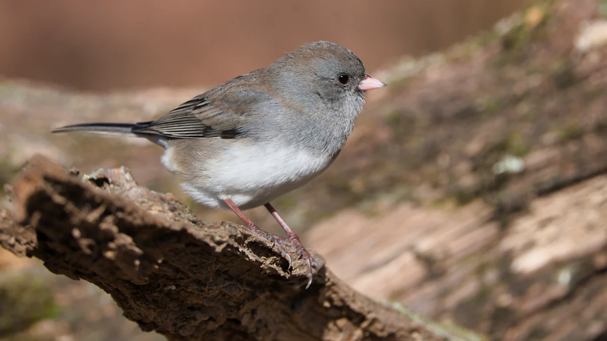 Habitat and Distribution of the Dark-eyed Junco