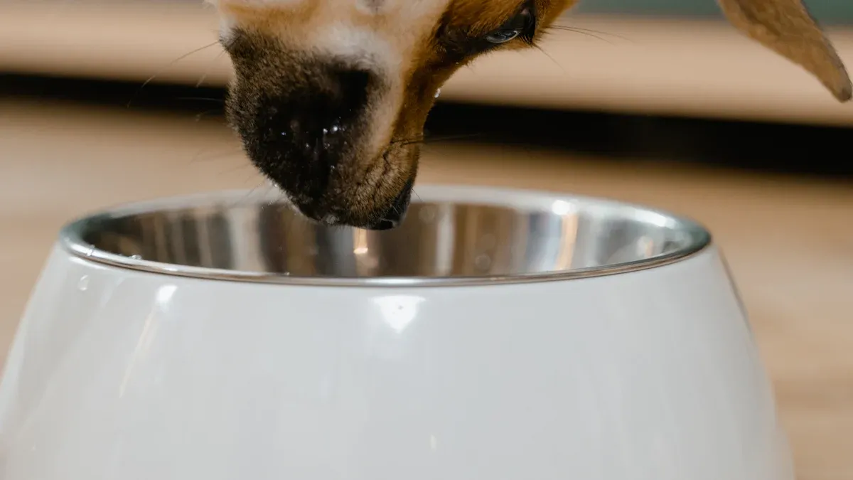 Top 10 Pet Water Bowls for Dogs and Cats in 2025