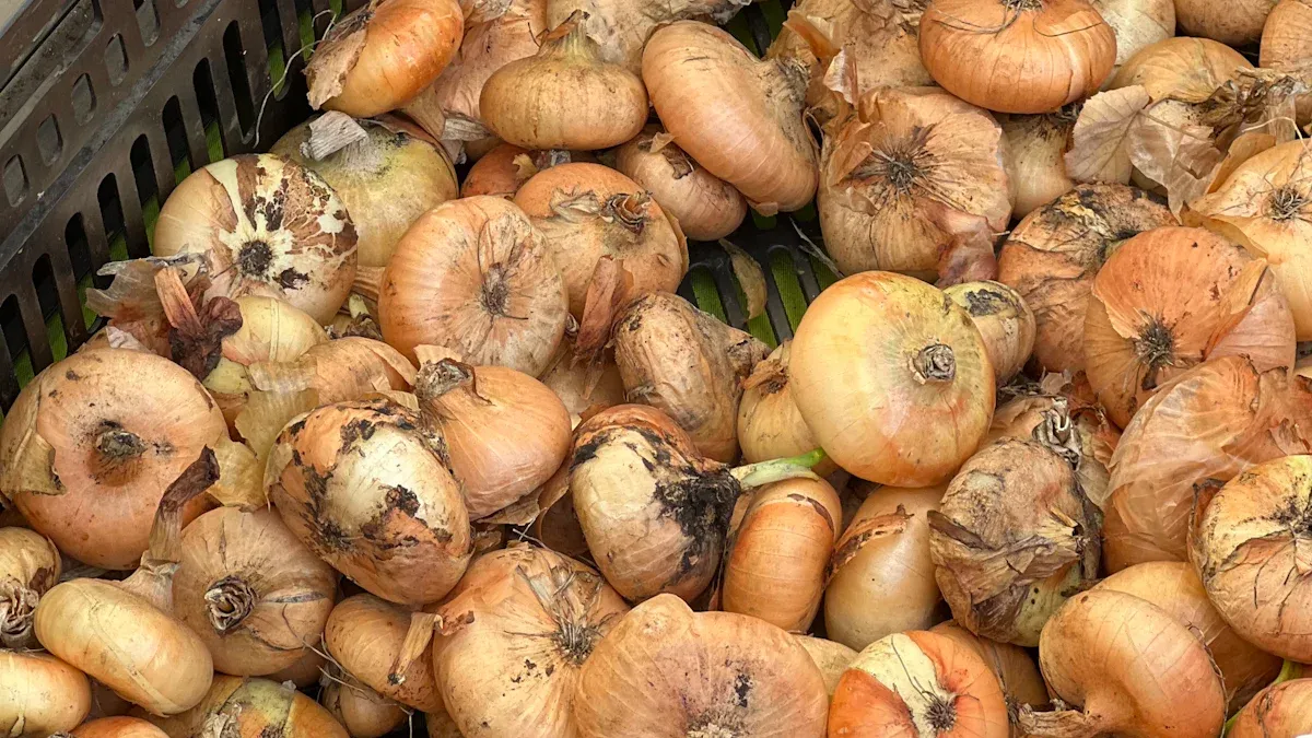 A Complete Guide to Onion Cold Storage Solutions in 2025