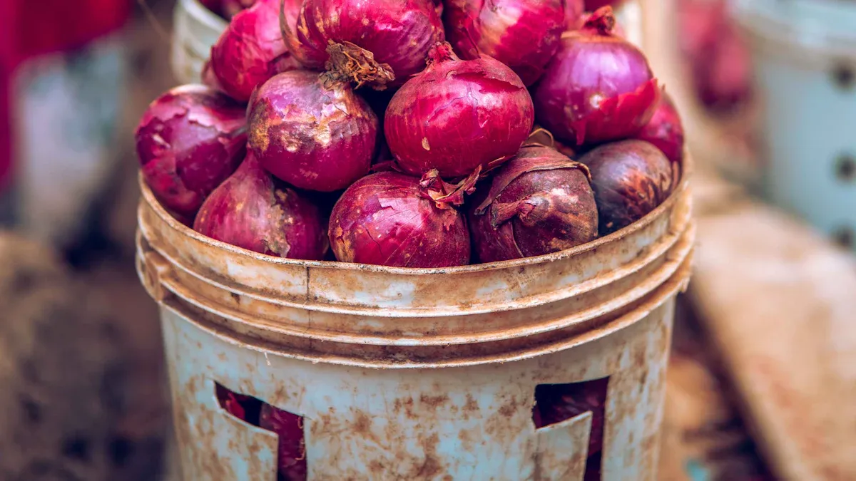 Types of Onion Cold Storage Solutions