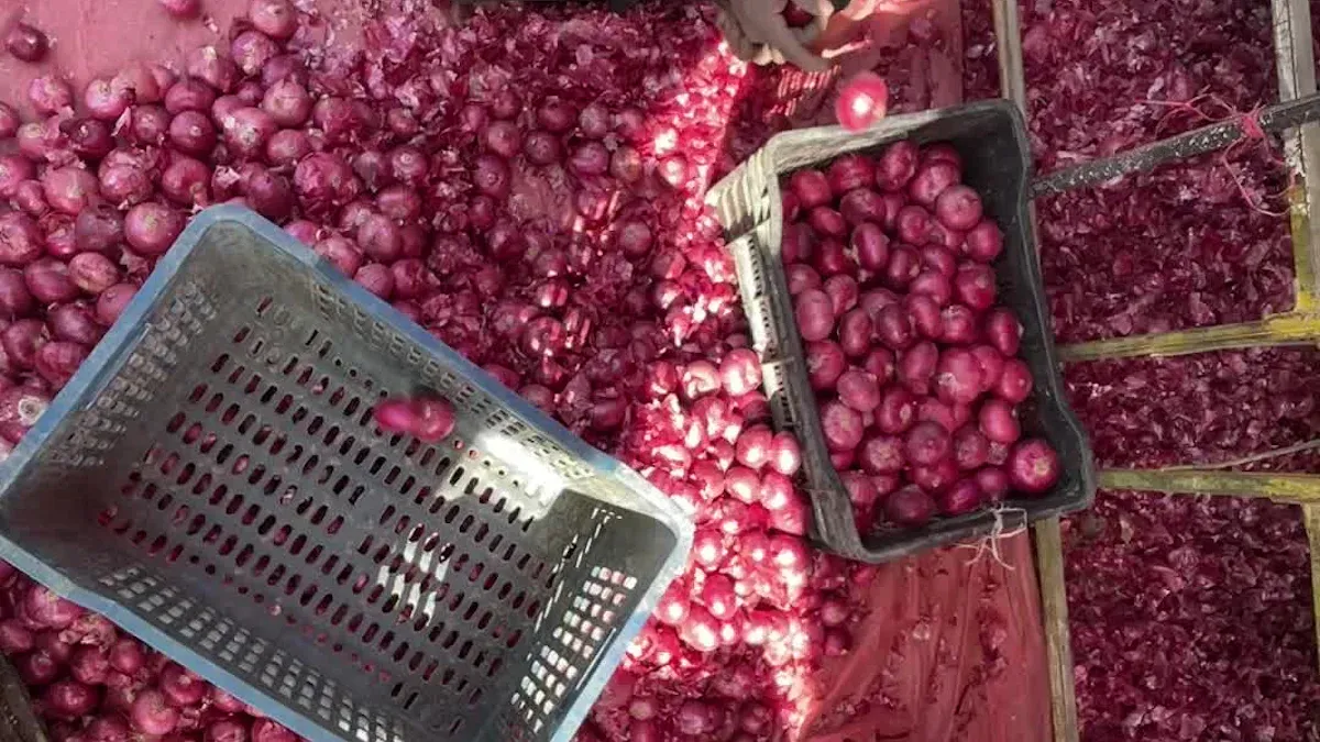 How 洋葱冷藏库 transforms onion storage and distribution