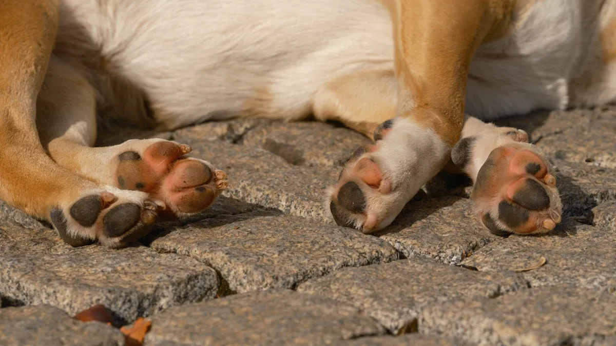 Puppy Pad Alternatives & Jolly Chef Solutions