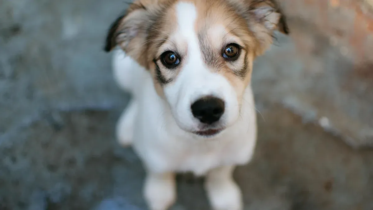 Compare Prices for Cheap Puppy Pads