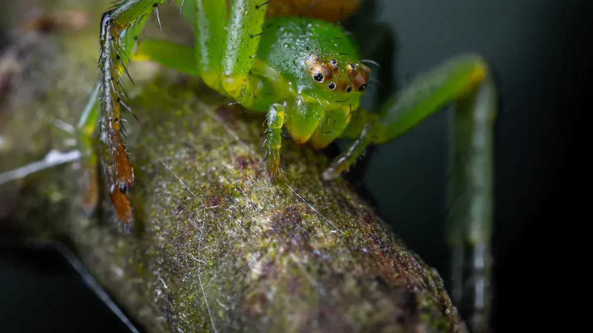 Rethinking Cockroach Pest Control with Eco-Friendly Approaches