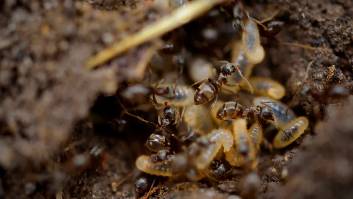 Understanding the Risks of Termite Infestations