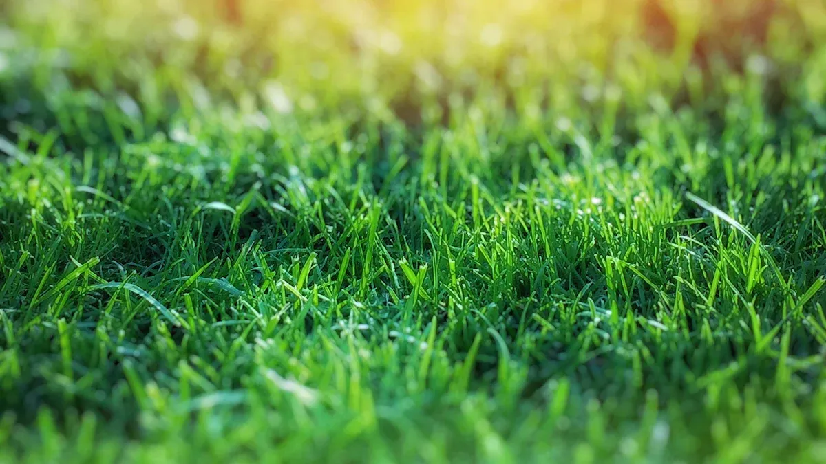 Essential Sustainable Practices for Lawn Care