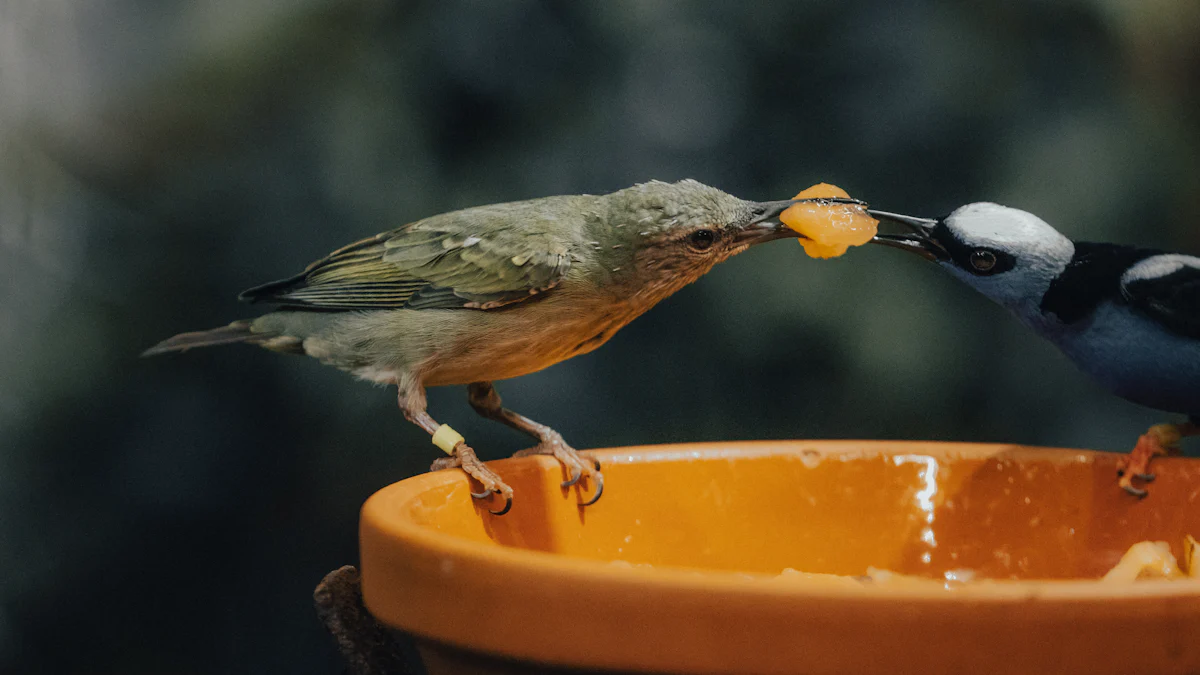 How to Feed Dried Mealworms to Birds