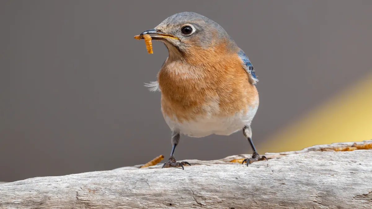 Birds That Benefit Most from Bird Mealworms