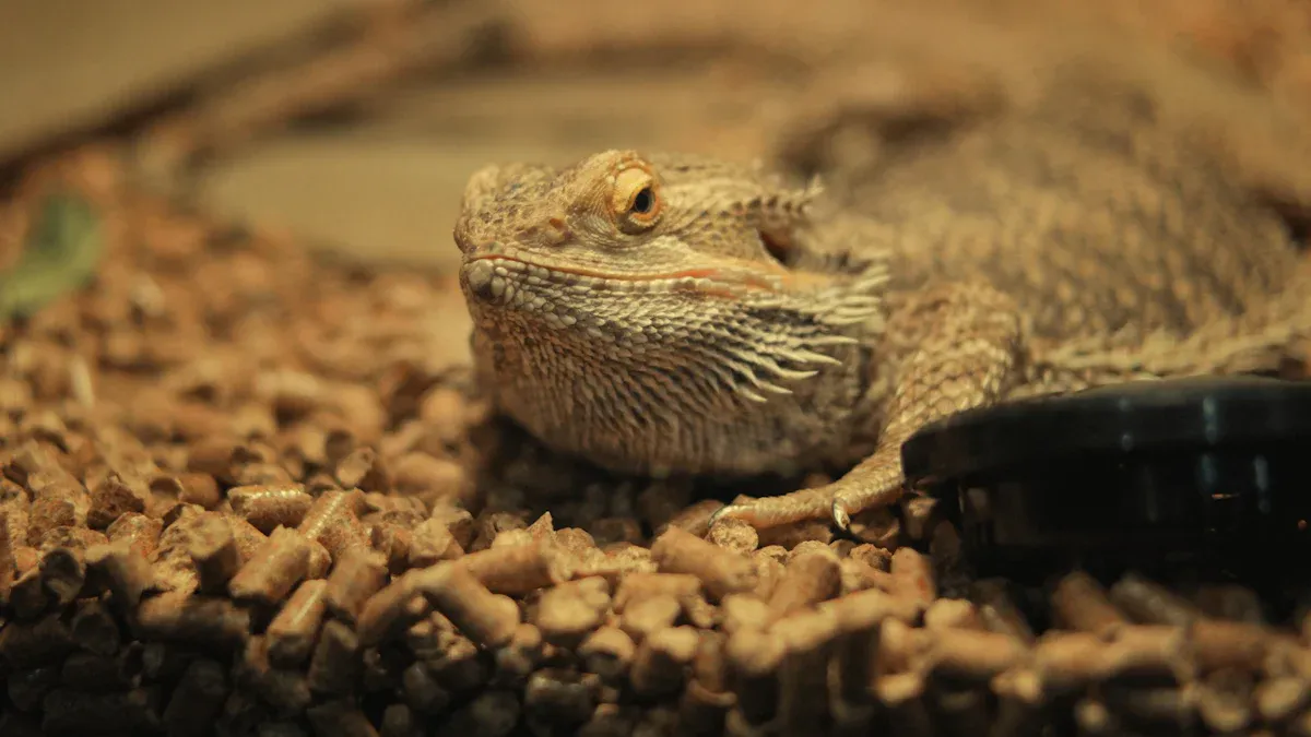 Bearded Dragon Dried Mealworm Feeding Made Simple