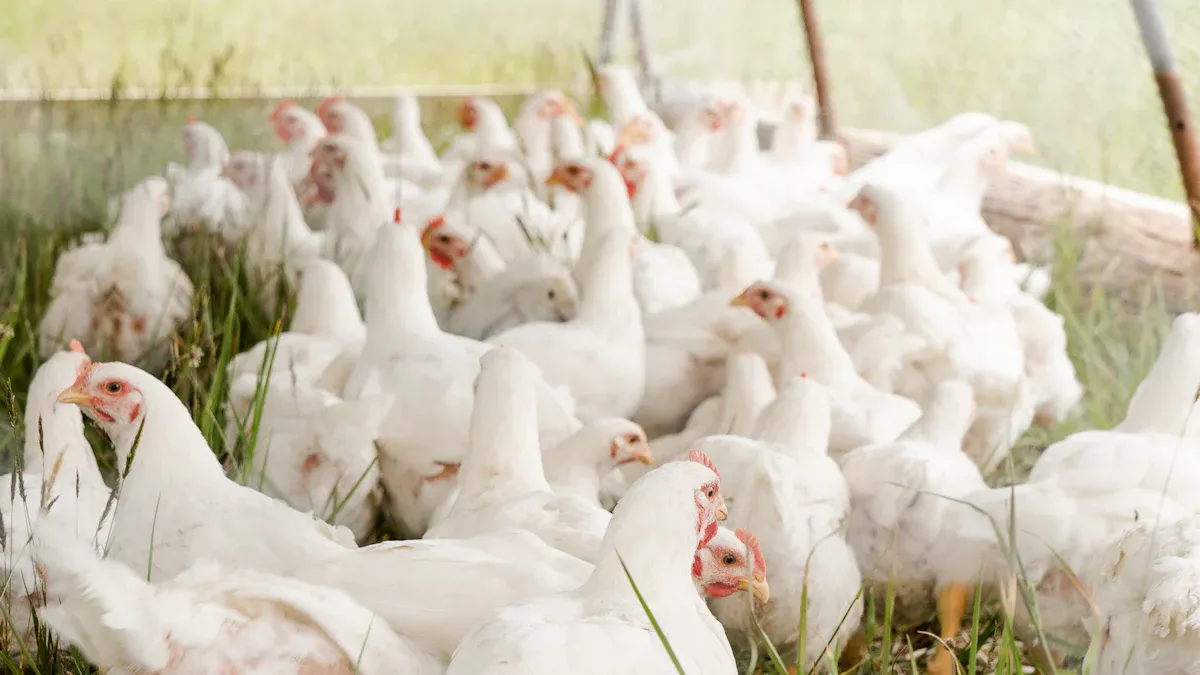 Boost Poultry Health with Dried Mealworms Today