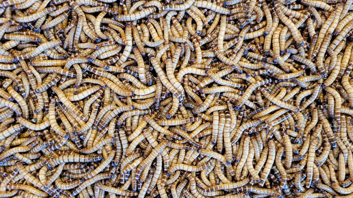 Nutritional Profile of Dried Mealworms for Fish