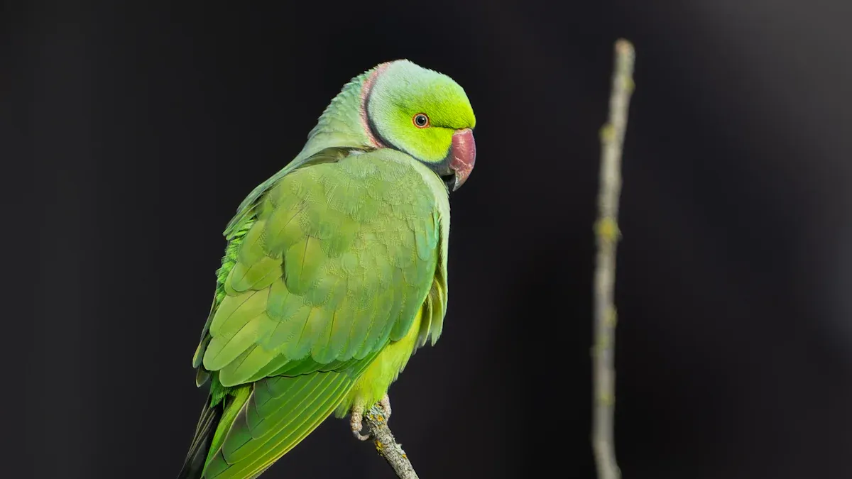 What Are the Benefits of Mealworms for Parrots?