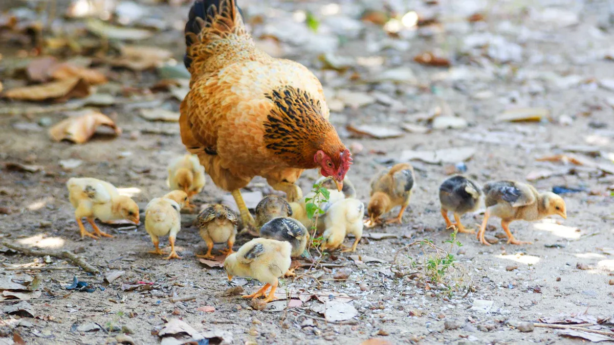 Mealworms Chicken Feed: Nutrition and Health Benefits