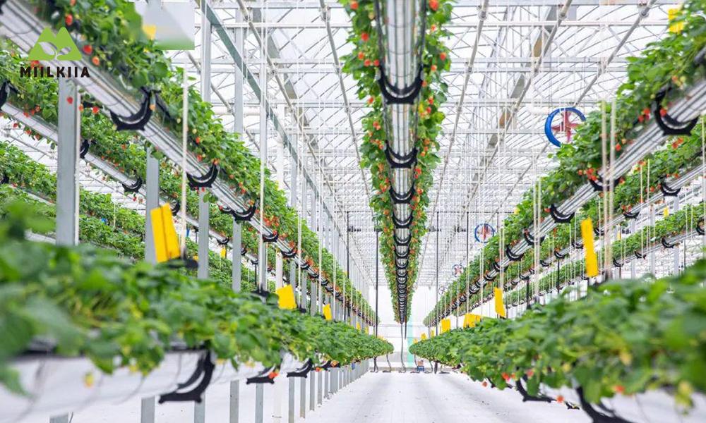 How to Maximize Urban Space with a Strawberry Cultivation System - Miilkiia