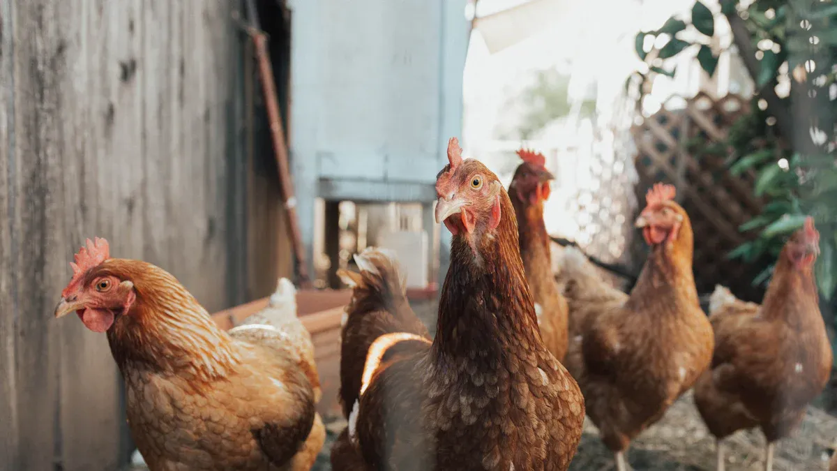 How to Feed Mealworms to Chickens