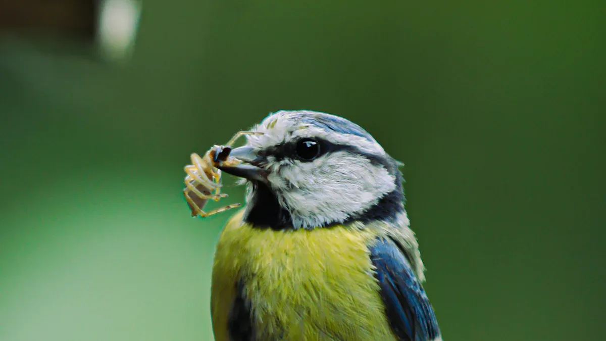 A Beginner’s Guide to Using Yellow Mealworms for Bird Nutrition