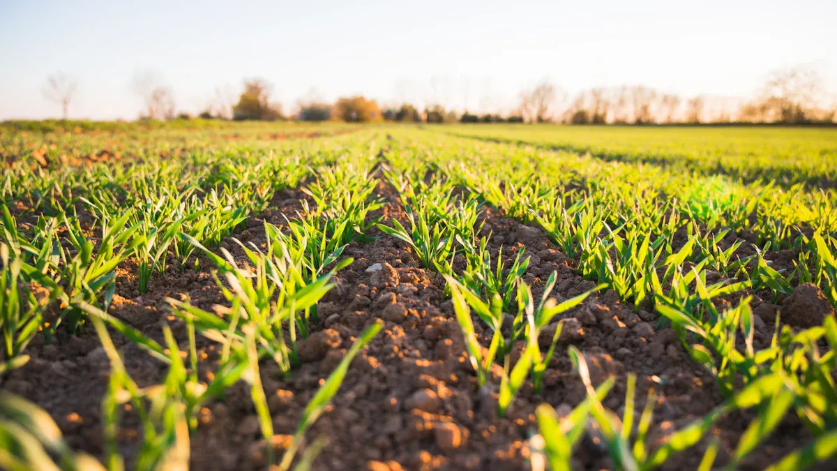 Practical Steps to Use Mealworms in Organic Farming