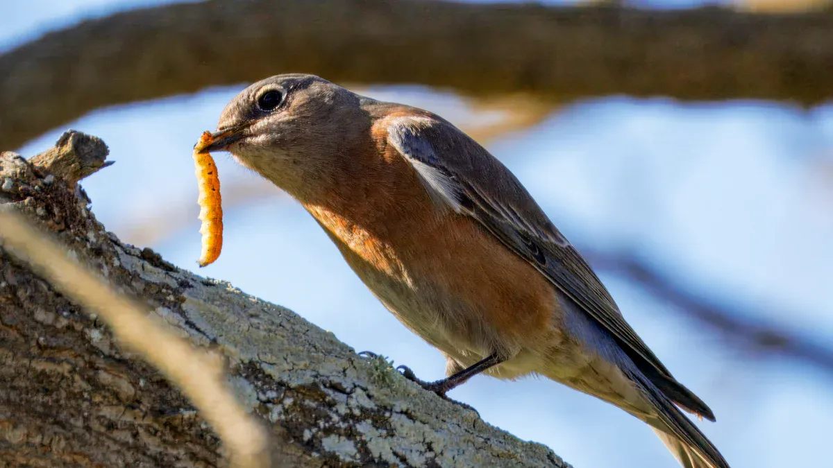 How to Use a Mealworm Feeder to Attract Birds