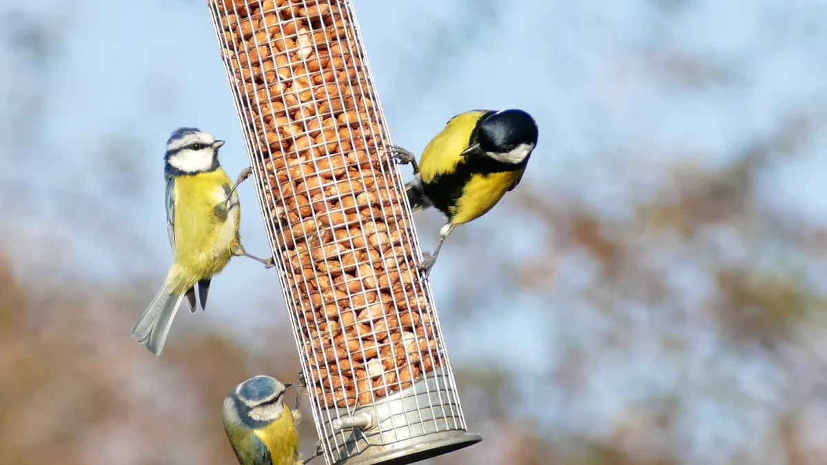 Types of Birds Attracted to Mealworms and Seeds