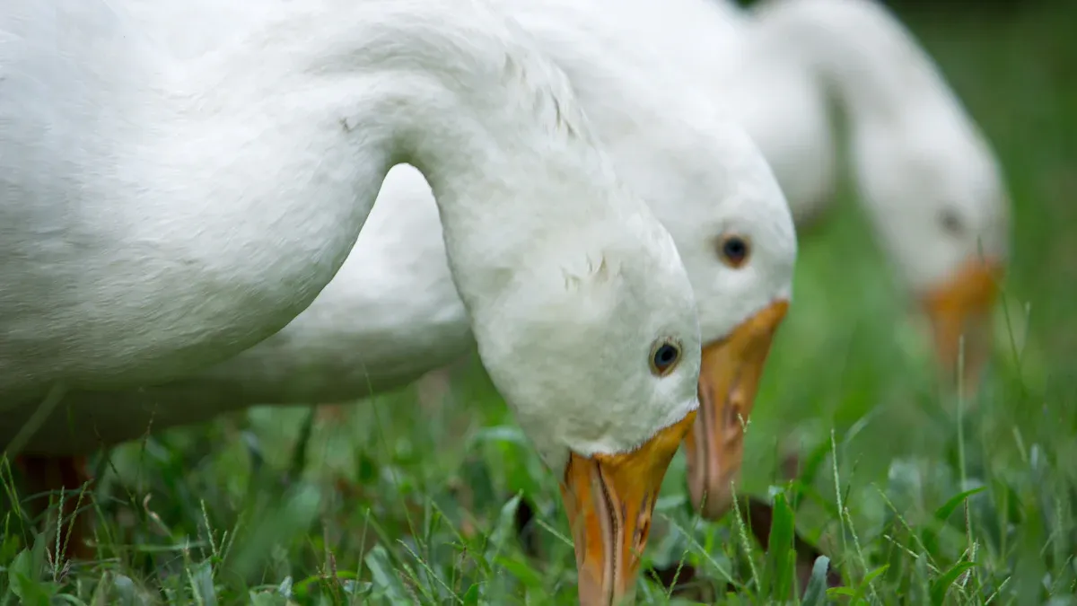 Feeding Dried Mealworms to Ducks