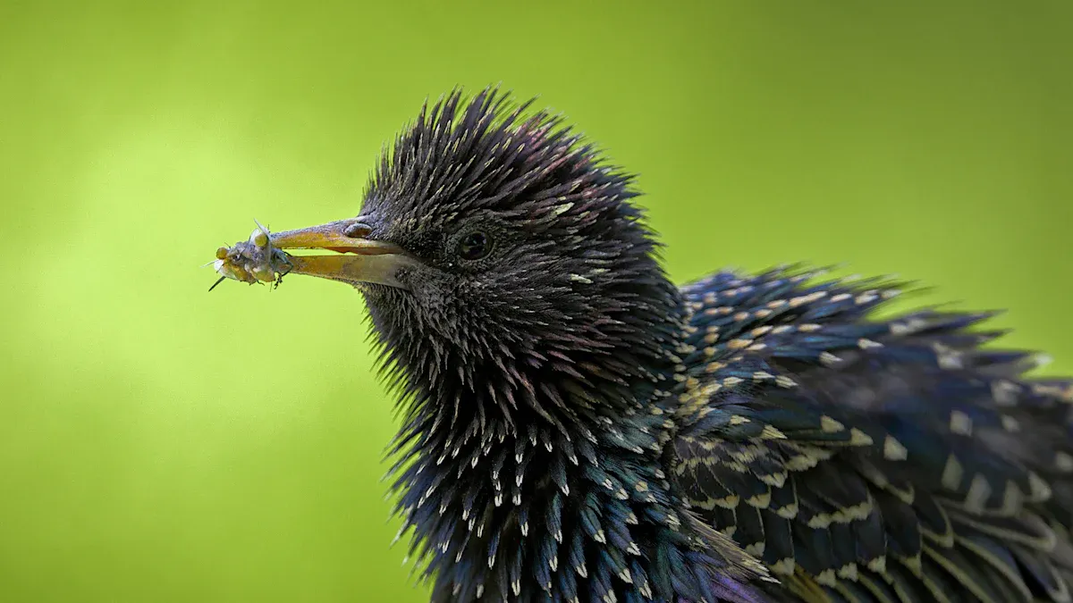 Nutritional Value of Mealworms