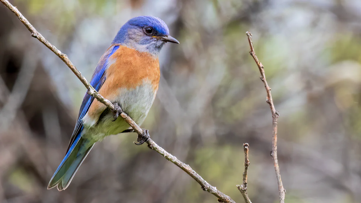 Tips for Feeding Birds with Dried Mealworms