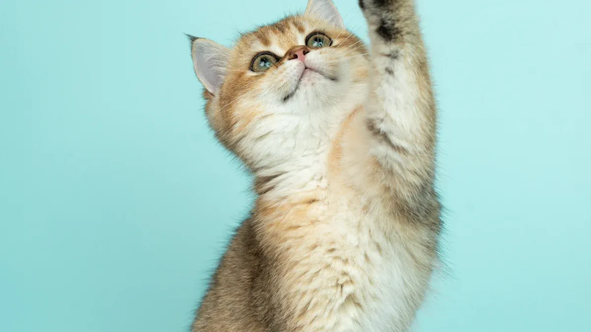 Cat Toys for Physical and Mental Health