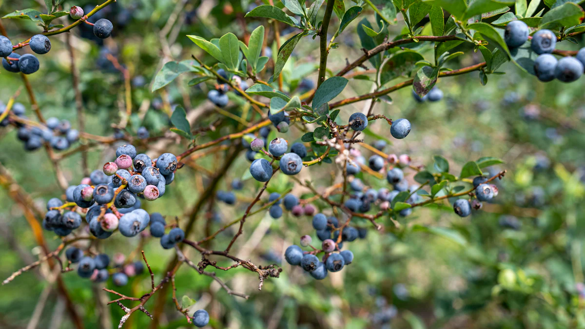 Setting Up a Hydroponic System for Blueberries