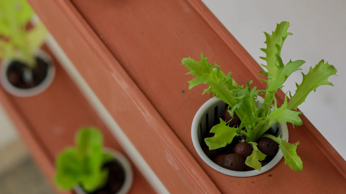 生菜种植农场摊