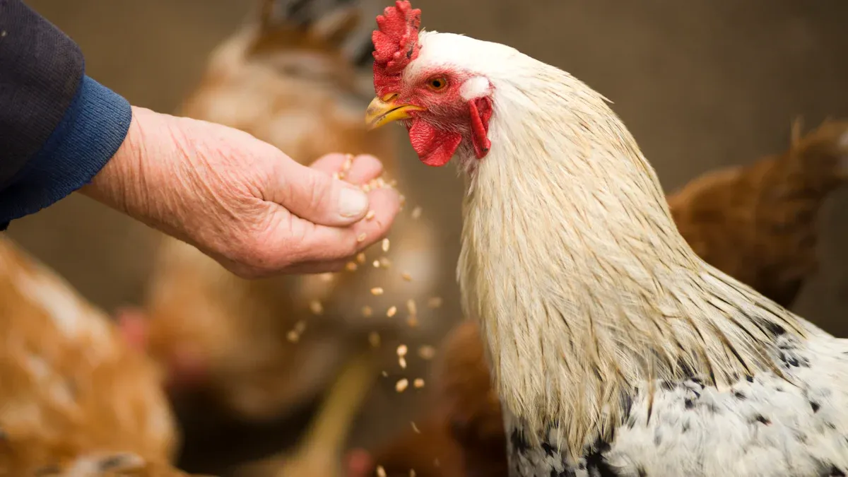 Why Organic Mealworms Are Perfect for Chickens