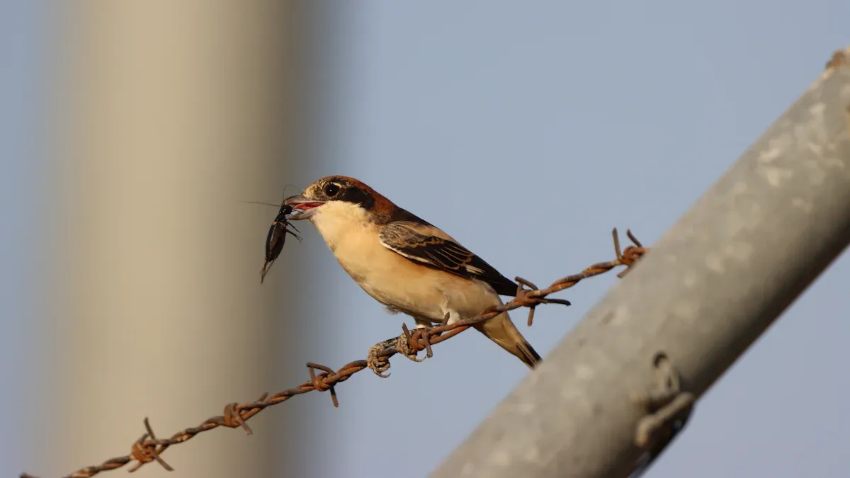 Discover the Protein Benefits of Organic Dried Mealworms for Birds