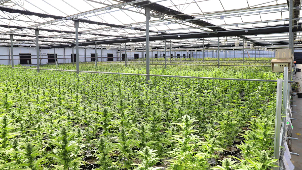 3 ways greenhouse manufacturer MIILKIIAGROW stands out in 2025