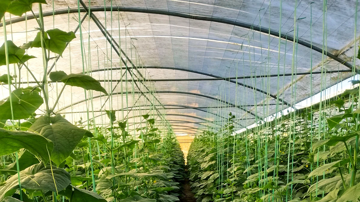 Qué hace que los pepinos hidropónicos sean una opción inteligente? -  Miilkiia, image size:1200x675