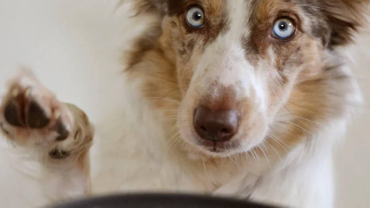 Dried Mealworms: A Protein-Packed Treat for Pets