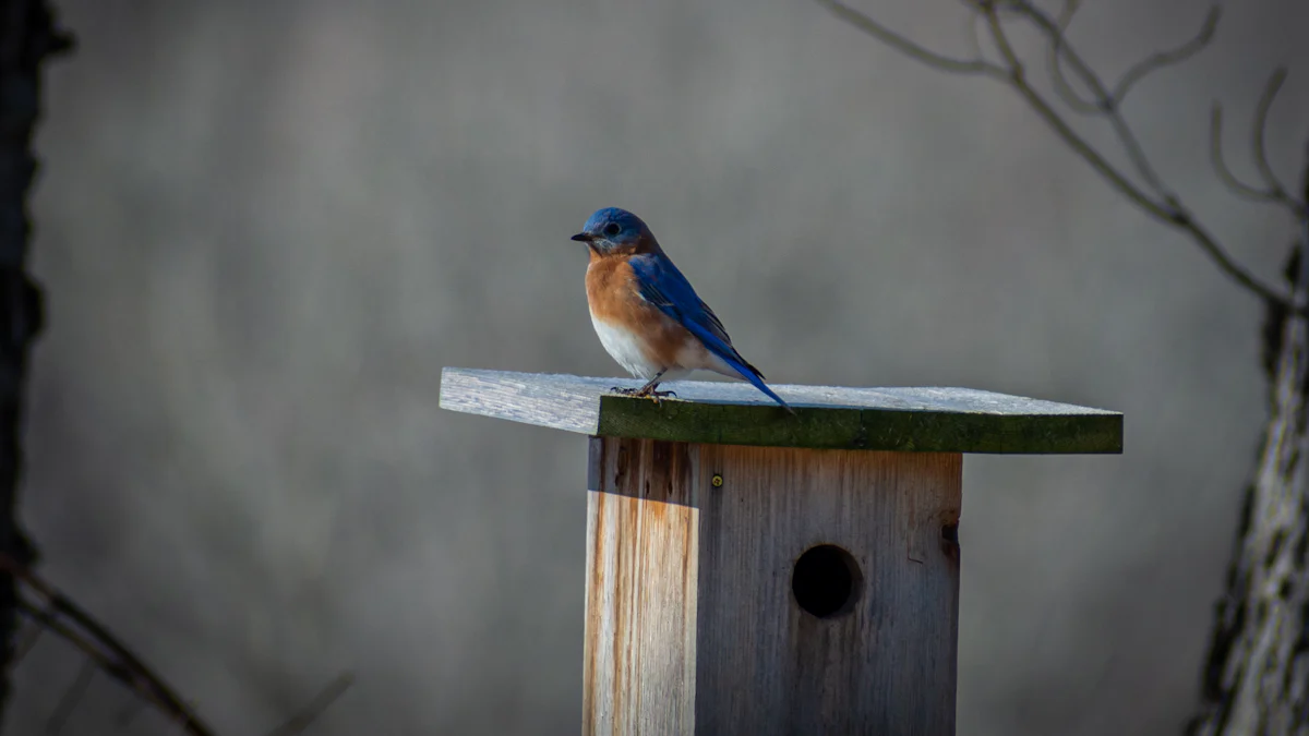 Types of Mealworms for Bird Feed Mealworms​