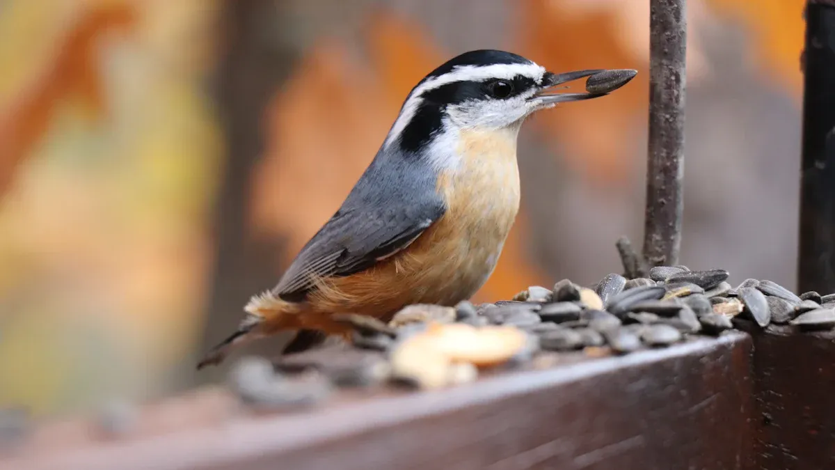 Essential Tips for Feeding Mealworms to Wild Birds
