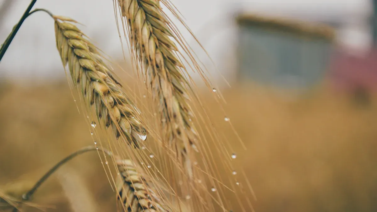 Bio-Degradeblaj Agri-Trakoj: Renkontu EU-Grundoprotektan Direktivon 2025 kun 85% Natura Kaŭĉuko