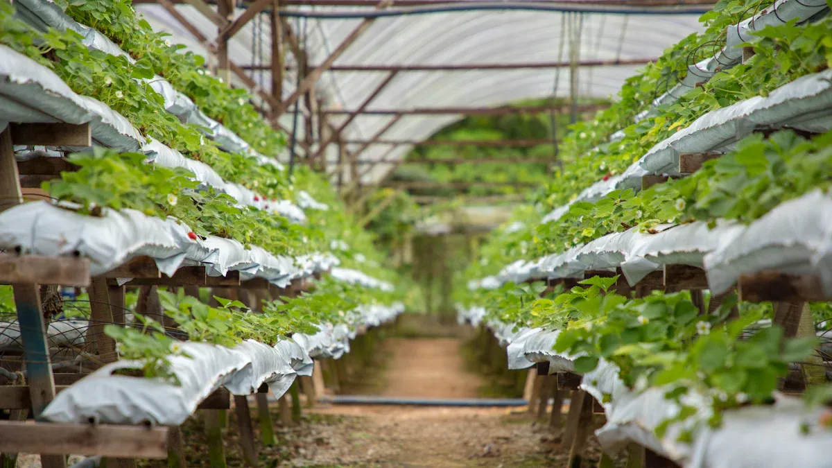 Practical Tips for Greenhouse Implementation