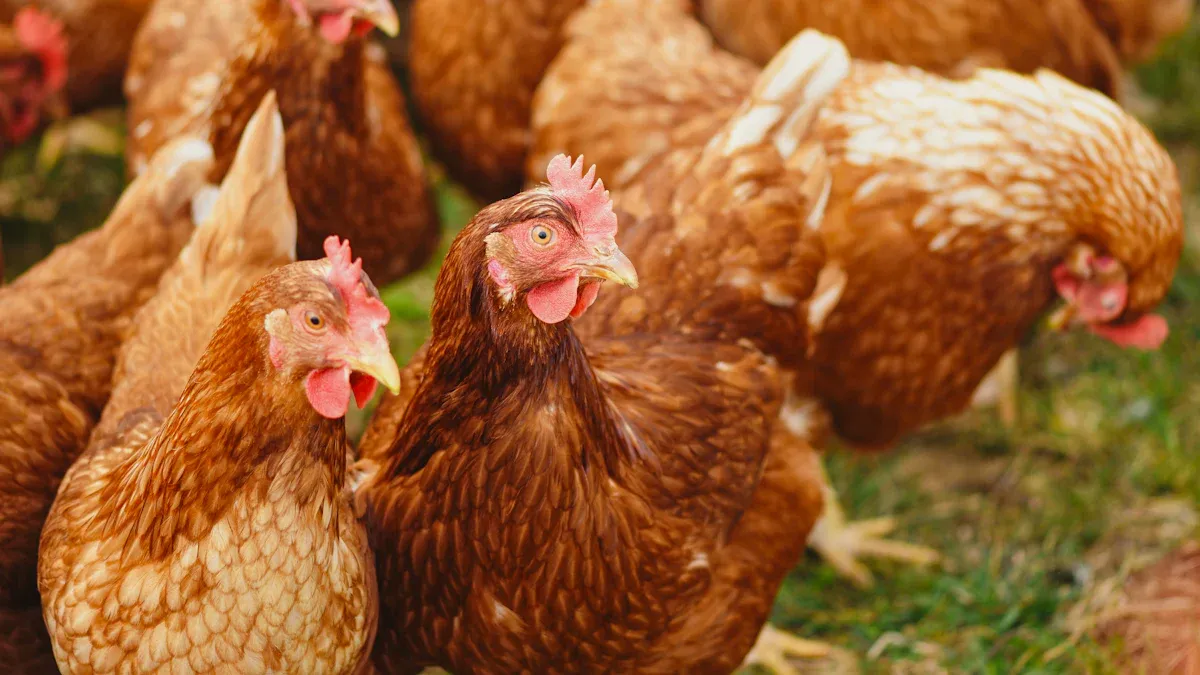 Why Switching to Mealworms Makes Sense for Chicken Feed Sustainability